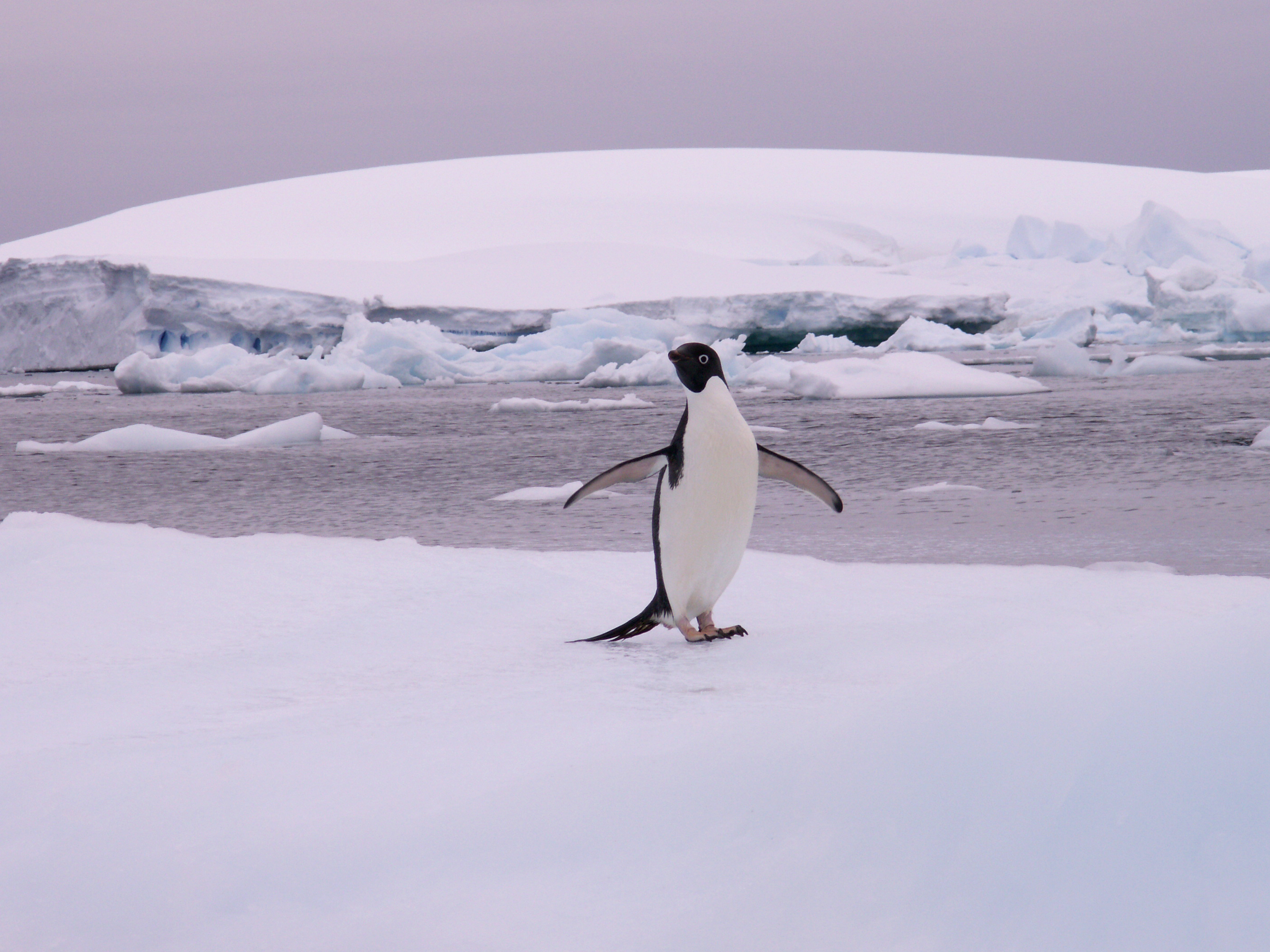 Penguin patiently waiting