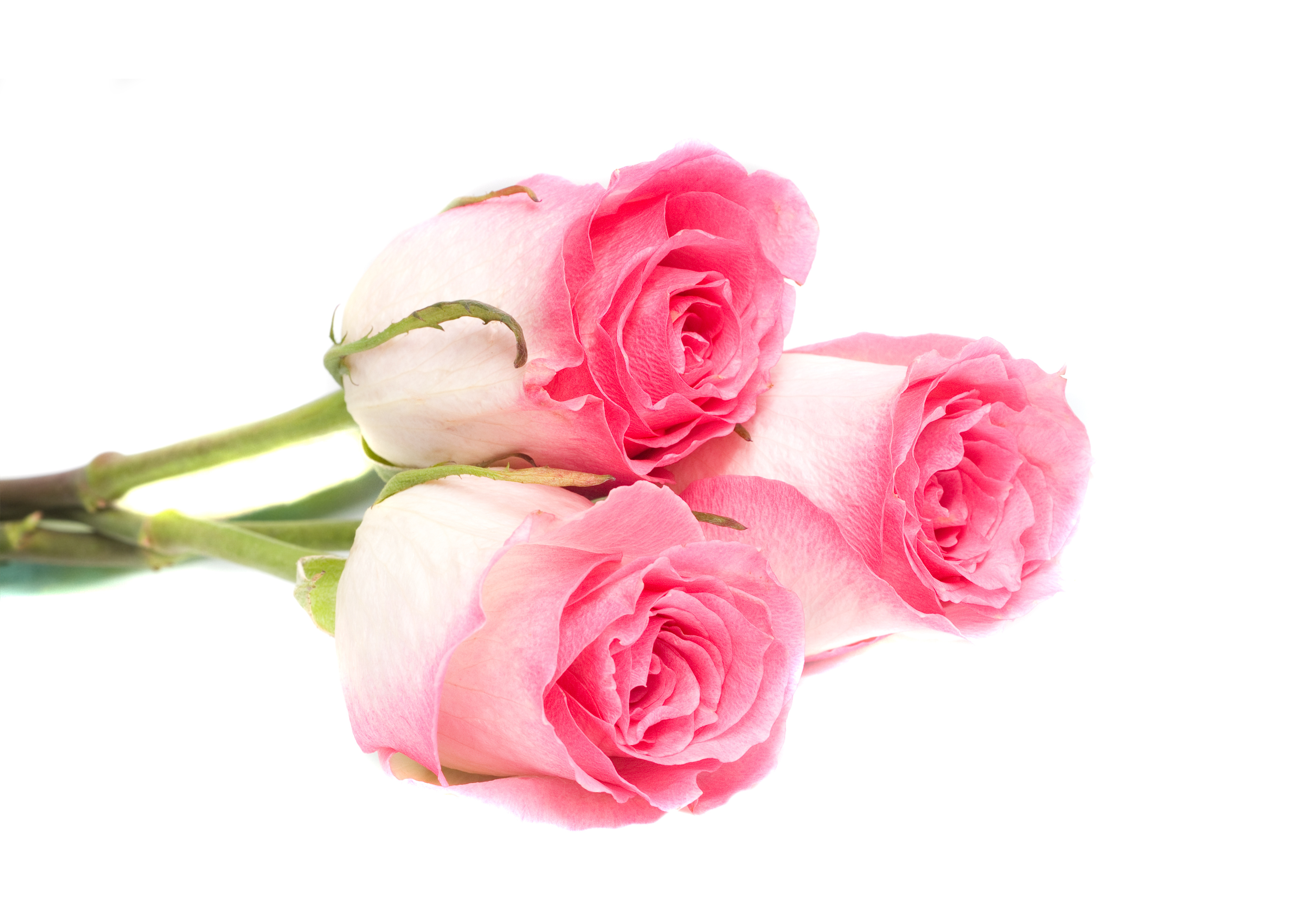 flower depicting the work of incomparable God
