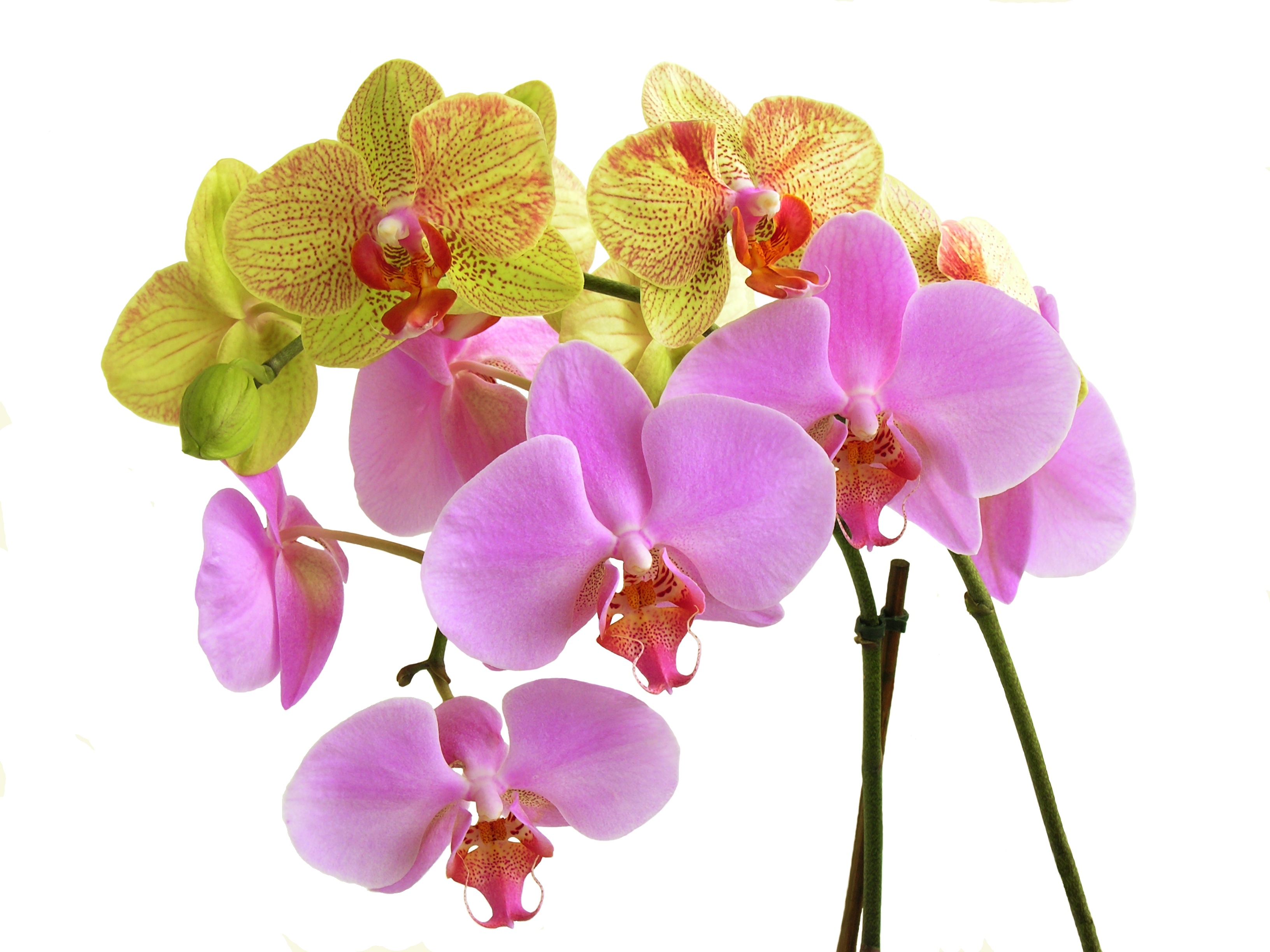 Flower symbolising the beauty of God