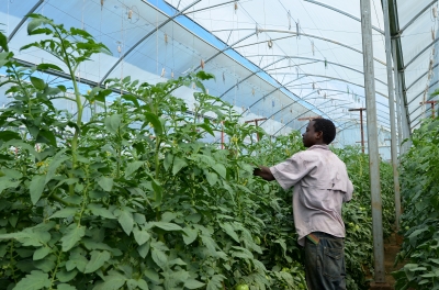 A farmer on duty